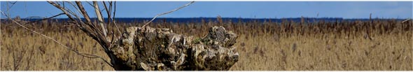 Weide am Bodden auf Fischland