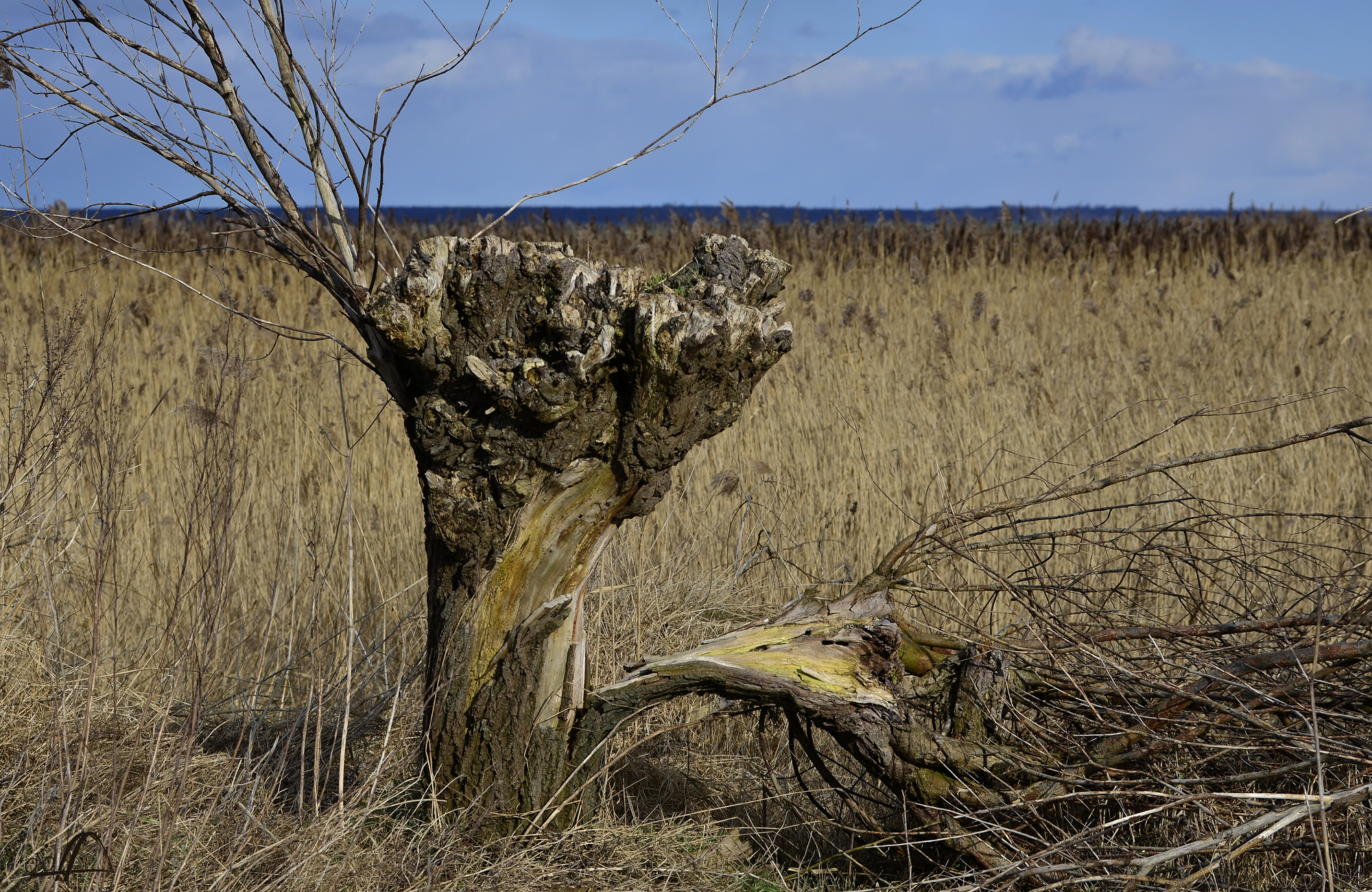 Weide am Bodden auf Fischland