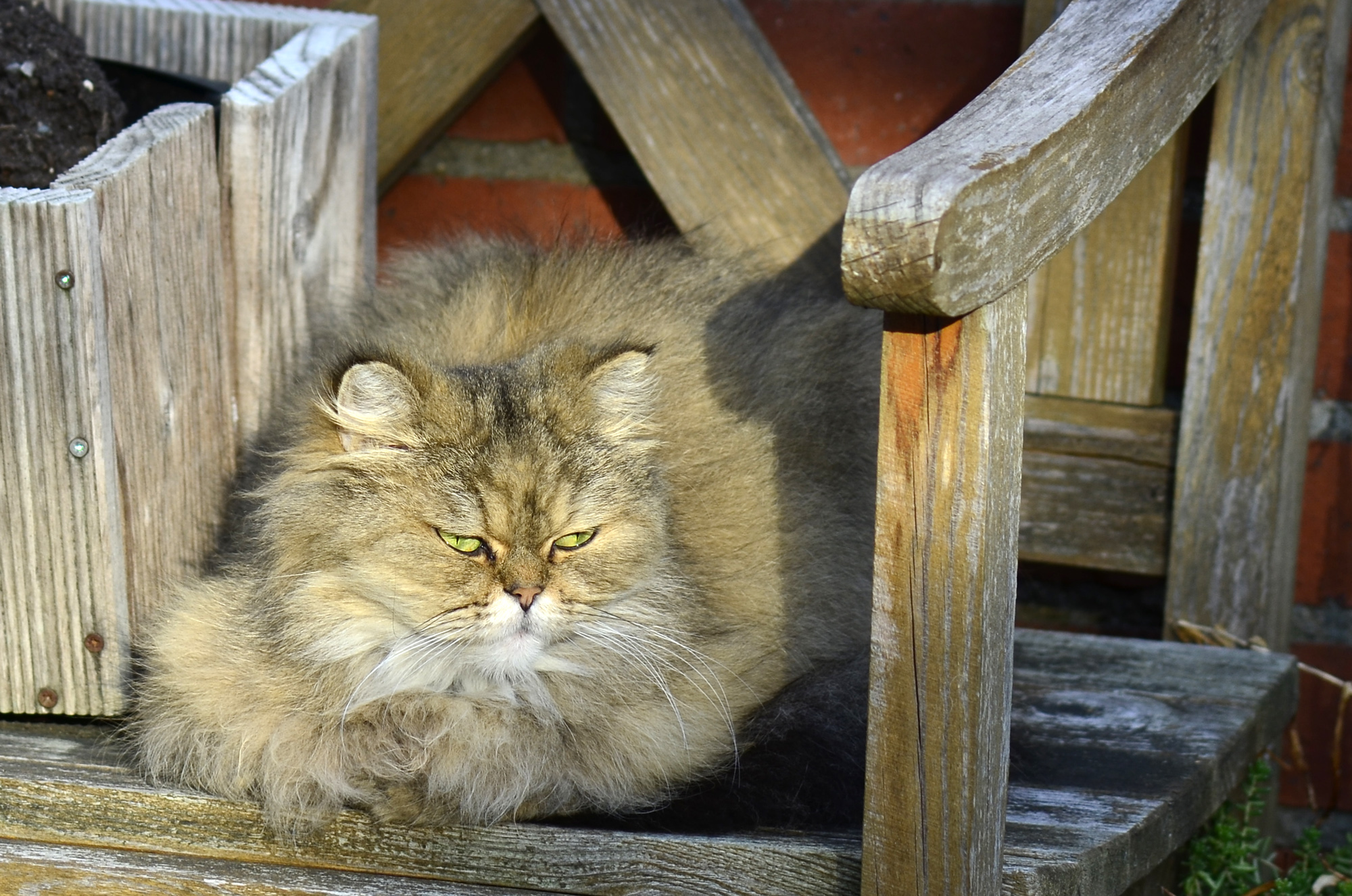 Kater im Abendlicht