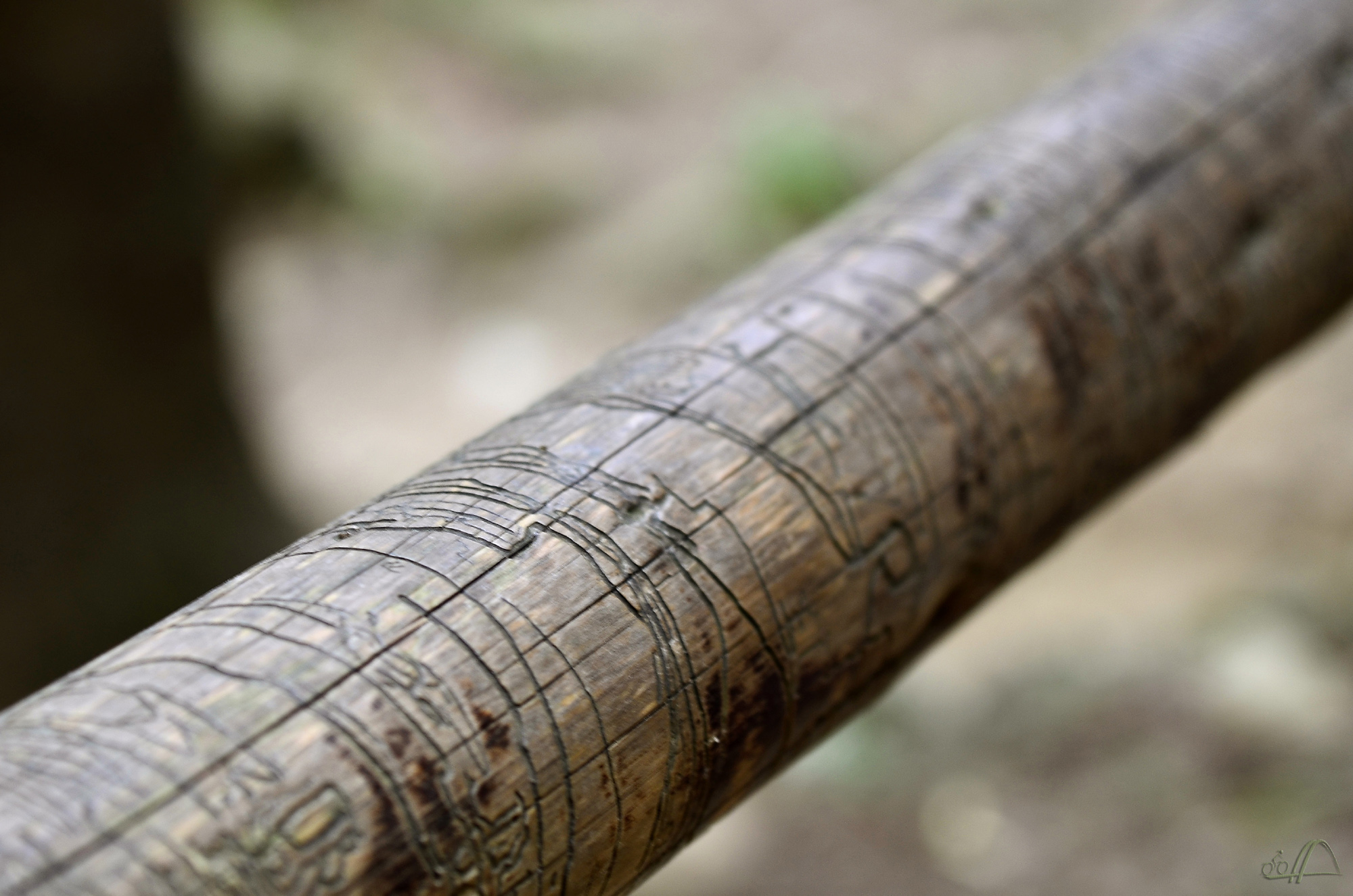 Handlauf aus Holz mit Fraßspuren