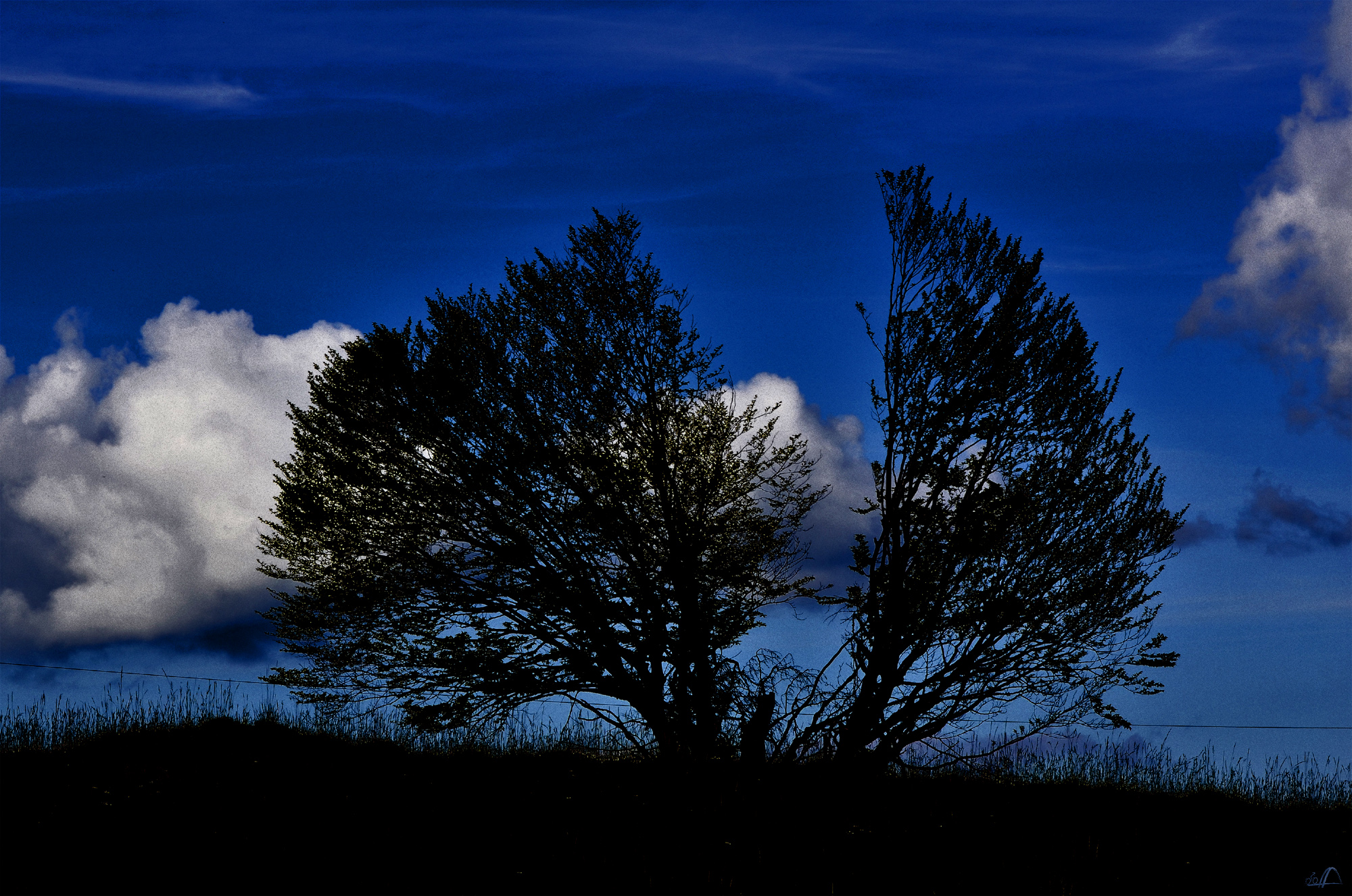 Durch Blitzschlag gespaltener Baum