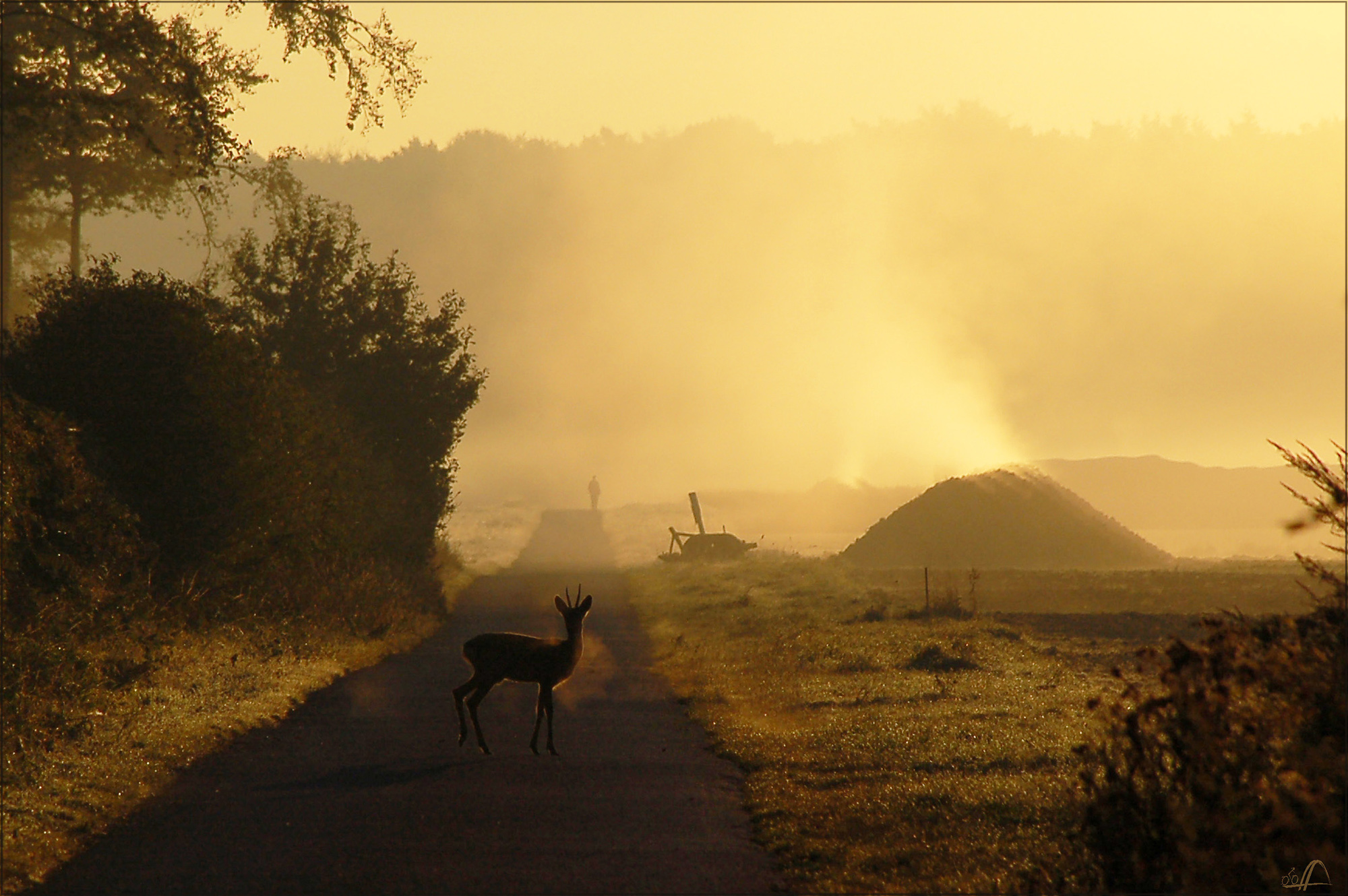 Reh im Nebel