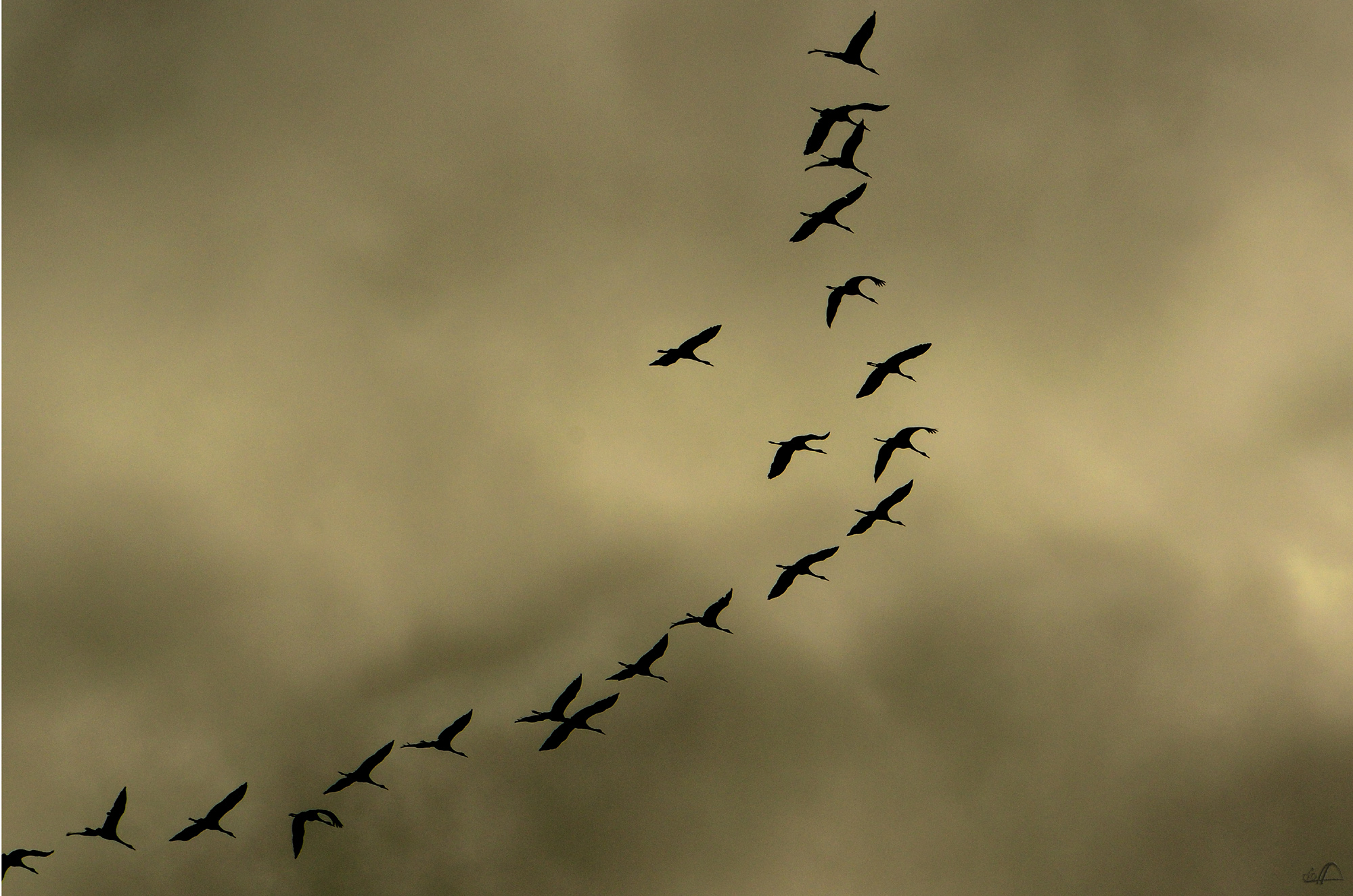 Zugvögel unterwegs nach Westen