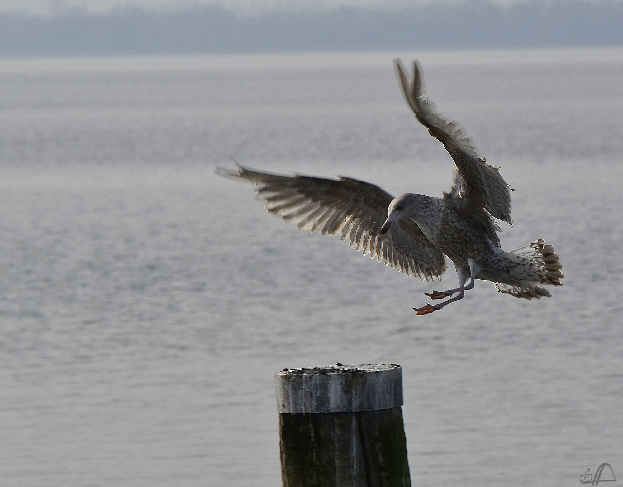 landende Möwe