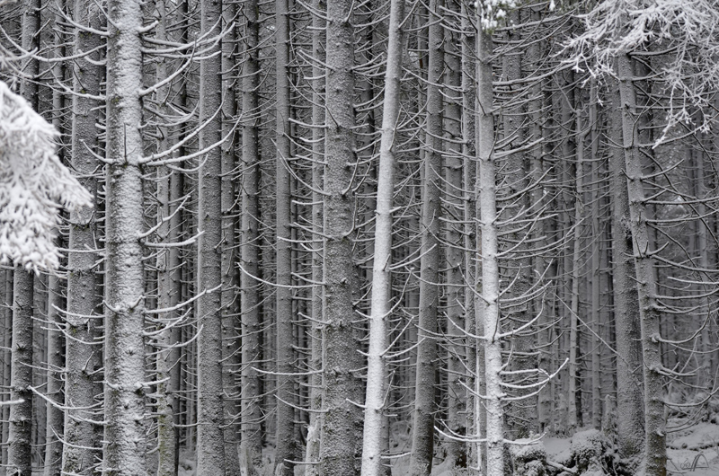 Winterwald am Oderteich