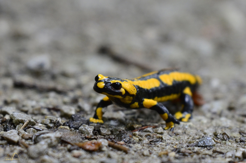 Feuersalamander im Vogler