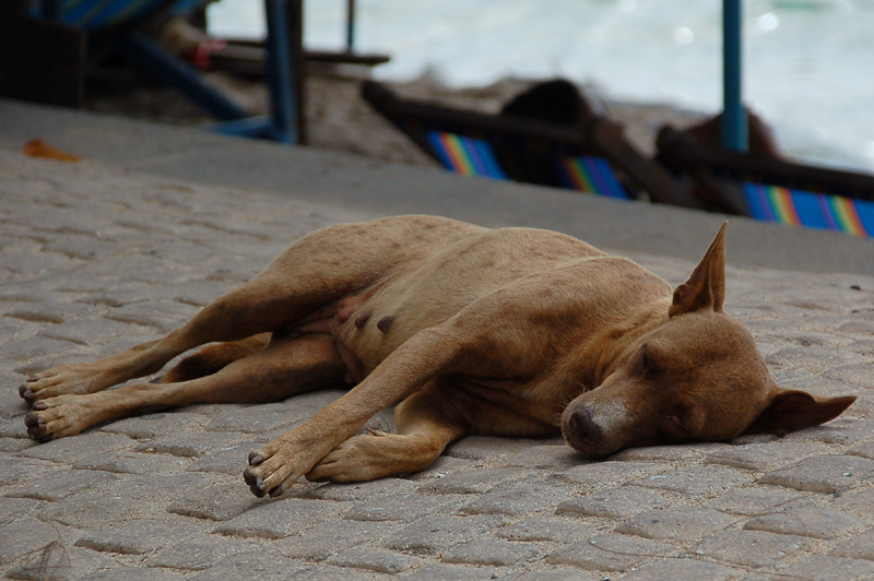 schlafender Hund