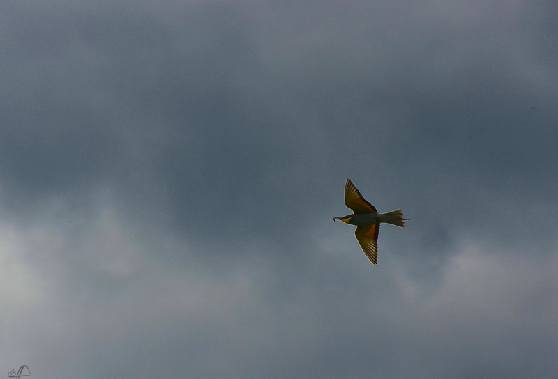 Bienenfresser im Flug