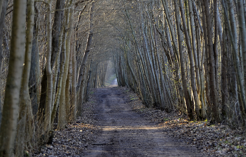 Allee auf Poel